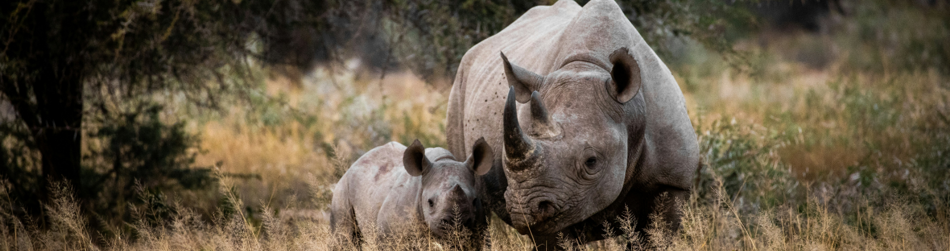 Rhino and its baby