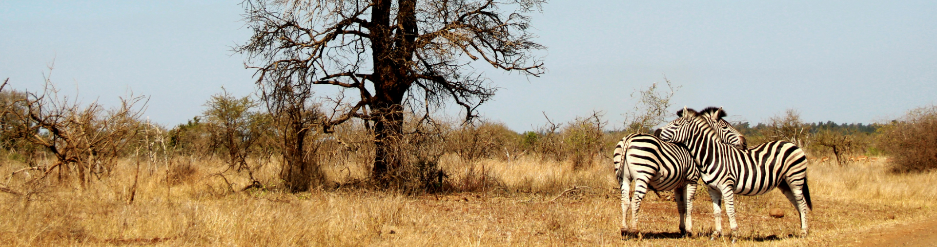 two zebra embracing each other