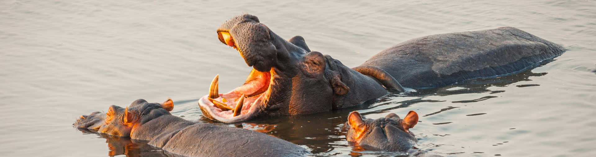 Hippo opening its mouth in the water