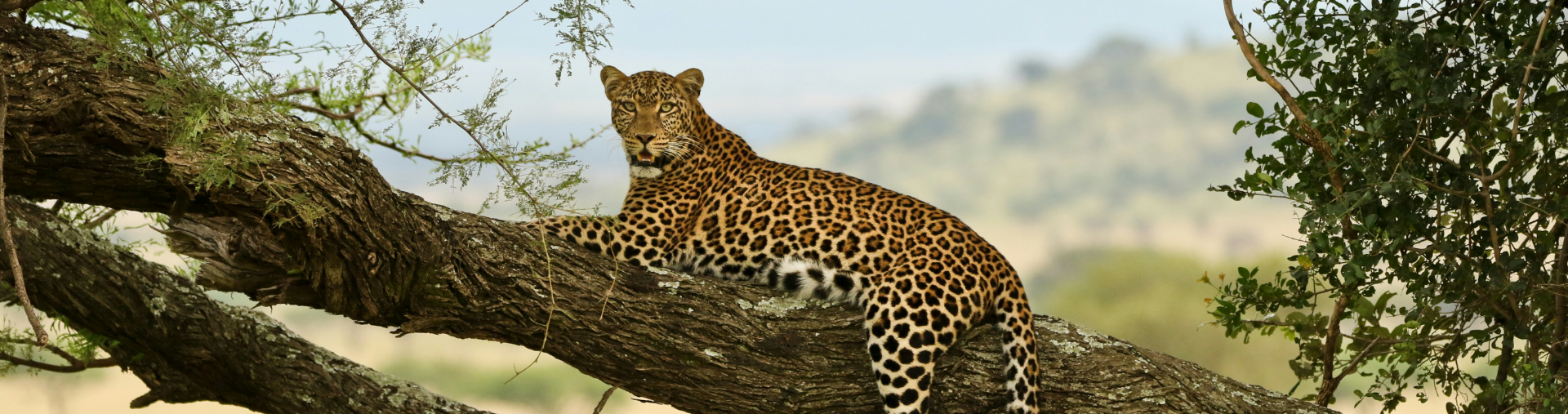 leopard sitting in a tree