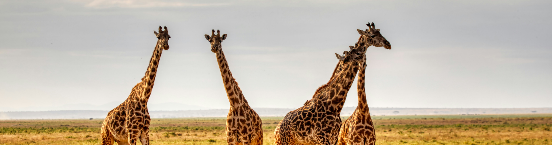 Group of giraffes