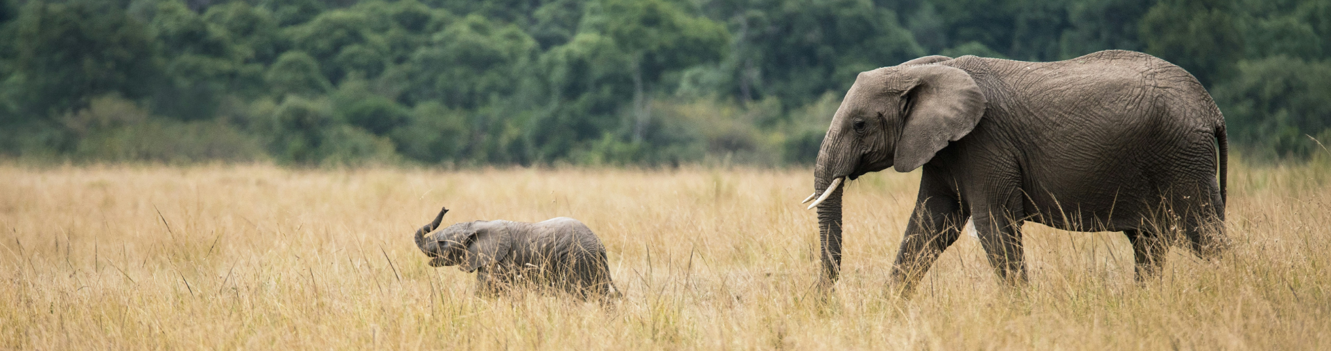 Mother elephant following it's calf