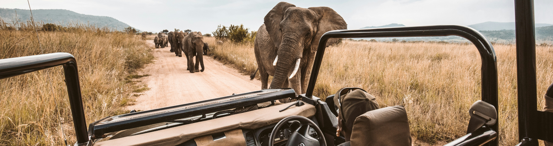 Herd of elephants approaching a safari vehicle