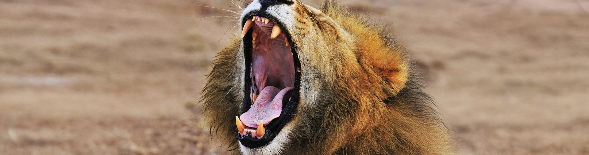 Lion yawning