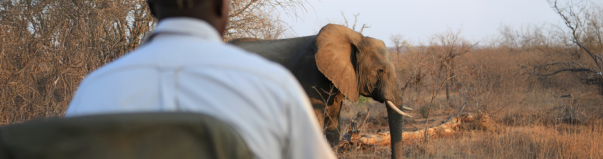 Game ranger looking at an elephant